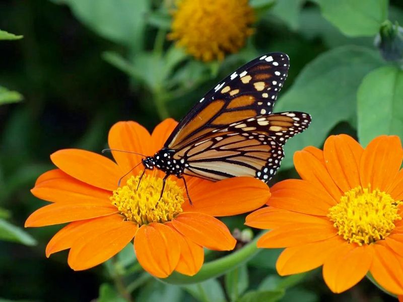 Mexican Sunflower (Tithonia)