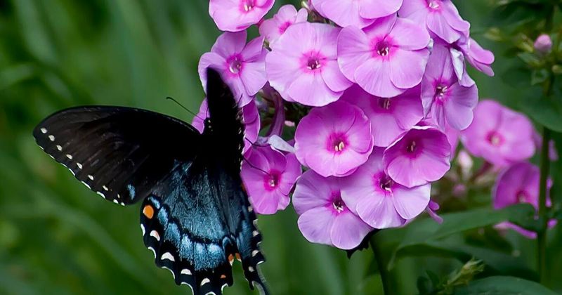 Phlox