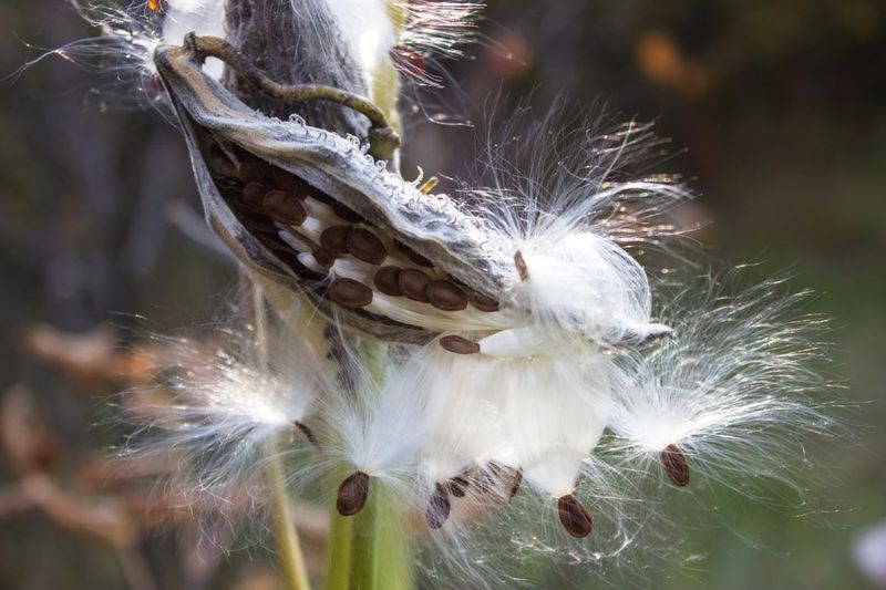 Milkweed Miracle