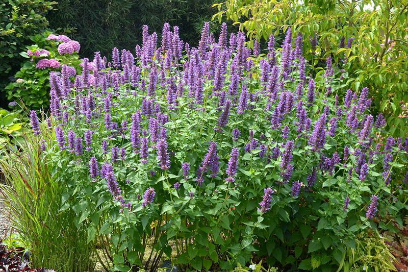 Agastache (Hyssop)