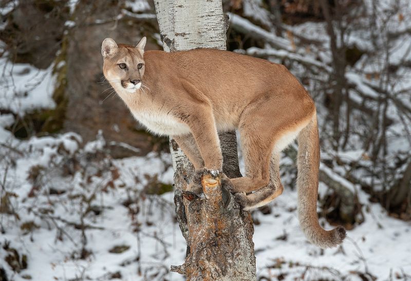 Point Reyes National Seashore's Coastal Cats