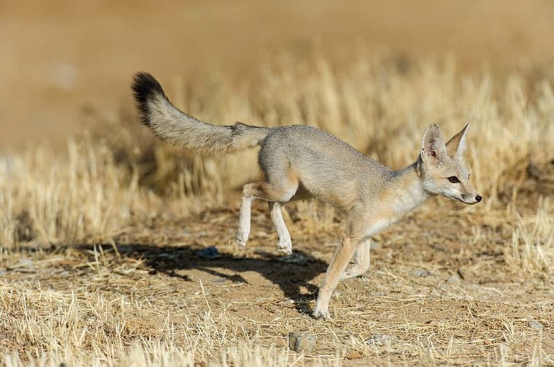Blink And Miss: Kit Fox