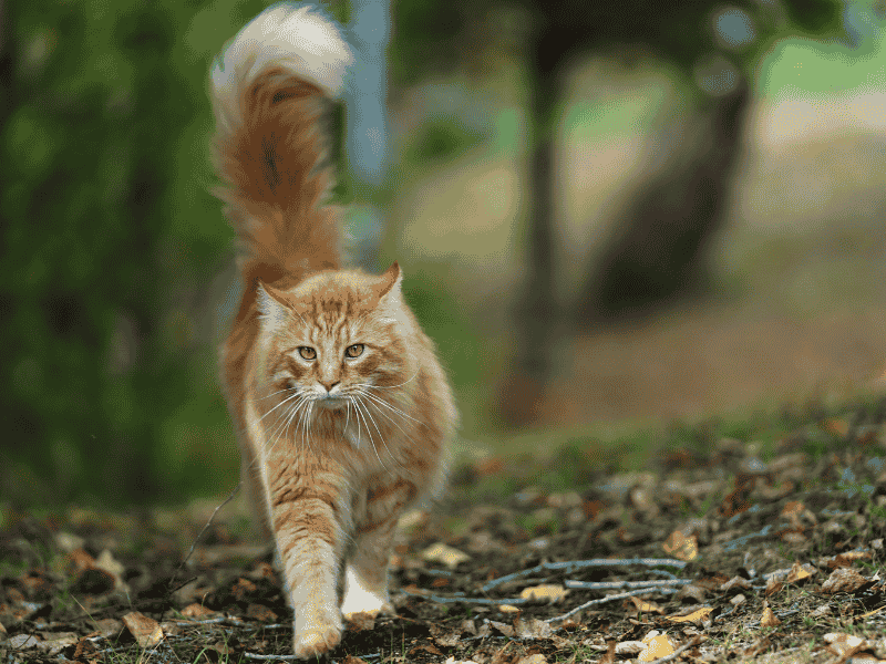 Non-Stop Norwegian Forest Cats
