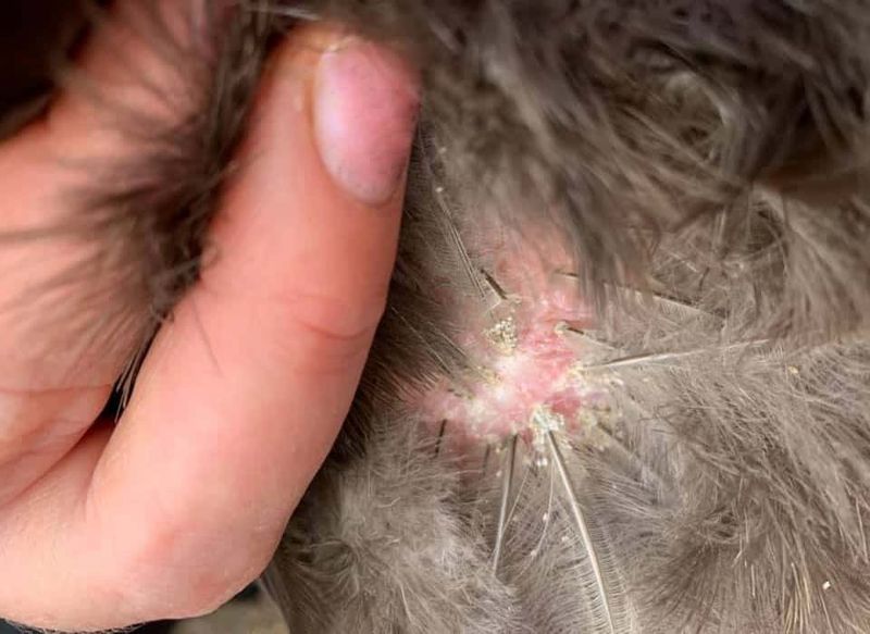 Chicken Mites And Lice