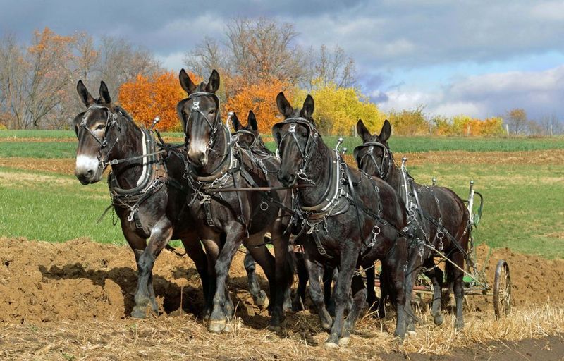 Mule (Horse + Donkey)