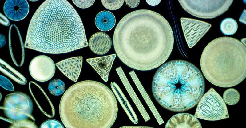 Diatoms