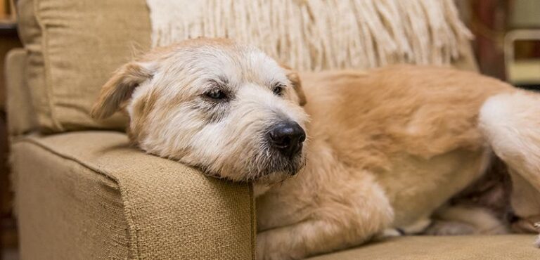 21 Subtle Signs Your Dog May Be Nearing The End Of Their Life