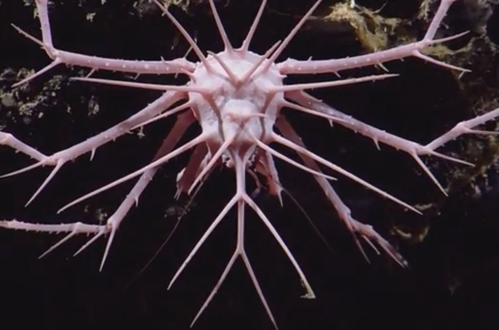 rare spiky caribbean carb 5