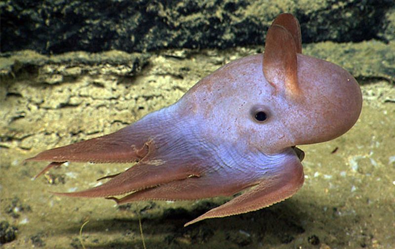 Dumbo Octopus's Adorable Ears