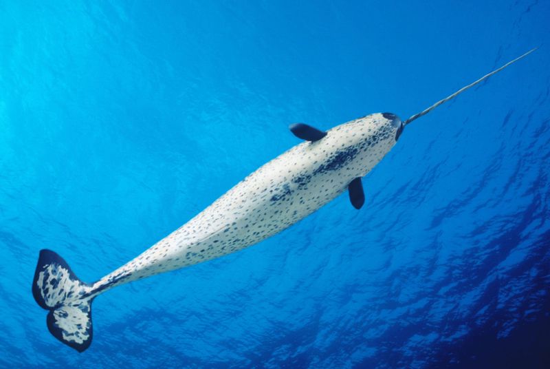 Their Tusks Are Mysterious