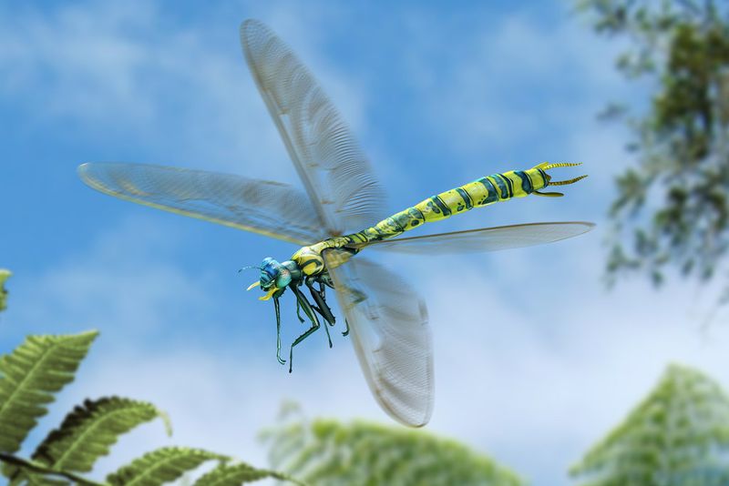 Dragonflies: From Helicopter-Sized To Garden Visitors