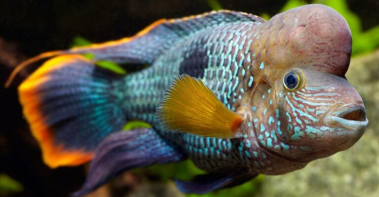 10 Aquarium Fish Known For Killing Their Tank Mates