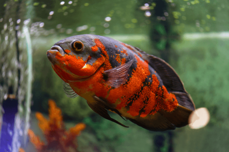Oscar Fish – The Territorial Tyrant