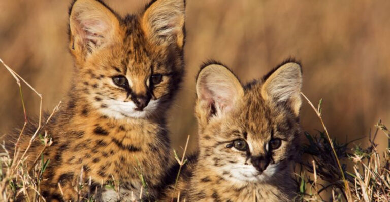 10 Big Cats That Break The “Loner” Stereotype And How