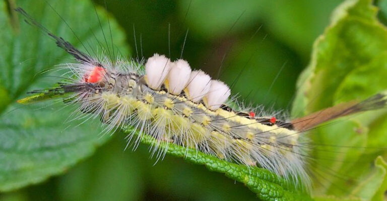 10 Caterpillars So Dangerous, You Should Never Touch Them