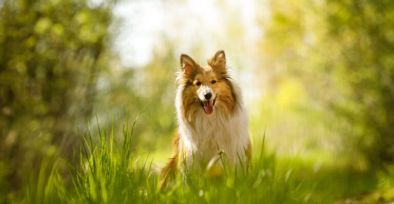 10 Comforting Thoughts On What Happens To Dogs After They Pass Away (And 3 Ways To Cope)