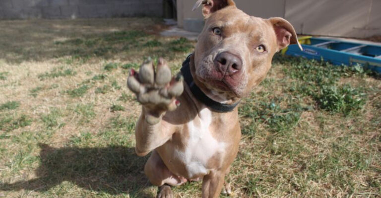 10 Common Dog Behaviors That Are Misunderstood And 5 Uncommon Ones You Should Know