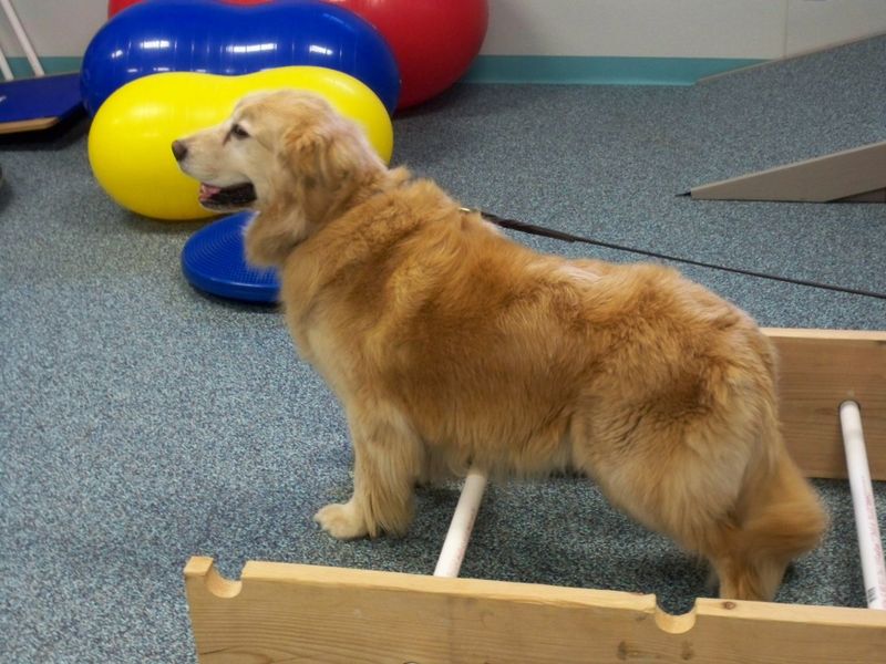 Hip Dysplasia