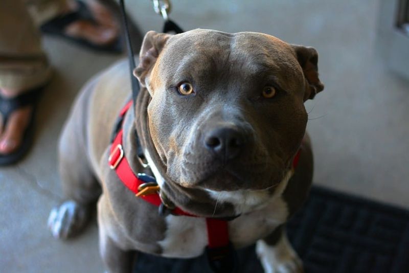 Pit Bull Terrier