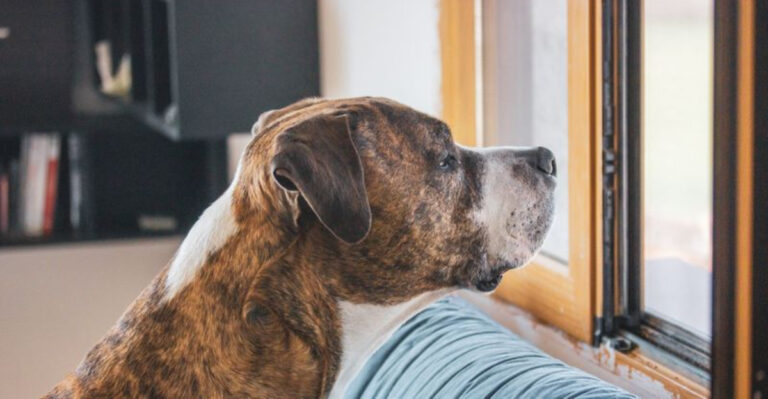 10 Dog Breeds Most Frequently Returned To Shelters And Most Common Reasons Why
