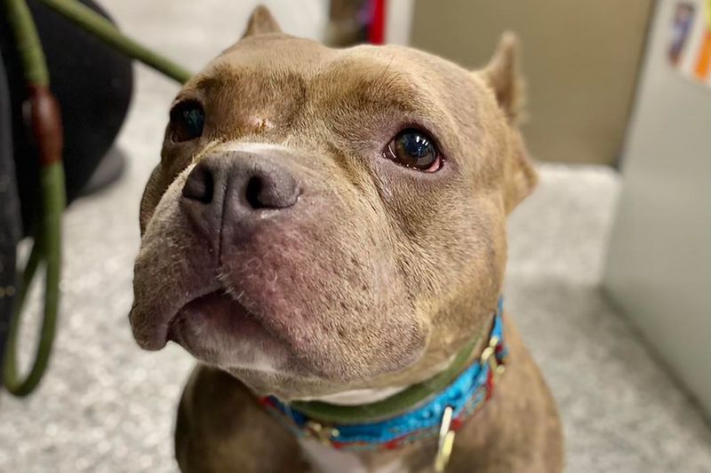 Pit Bulls Face Unfair Stereotypes