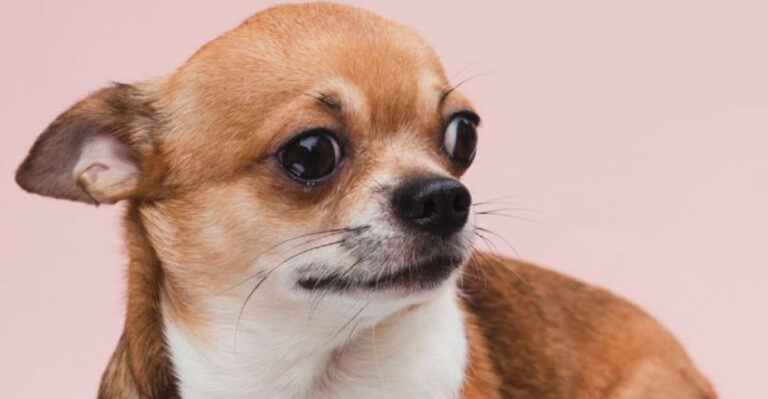 10 Dog Breeds That Thrive In Pairs, And 5 That Think Sharing Is Overrated