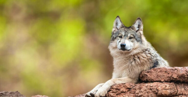 10 Endangered Animals In North America (And 4 That Went Extinct In The Last 20 Years)