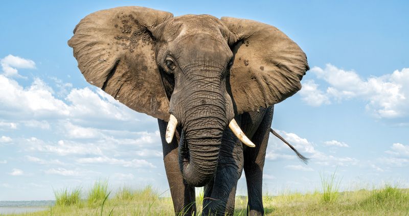 African Elephant