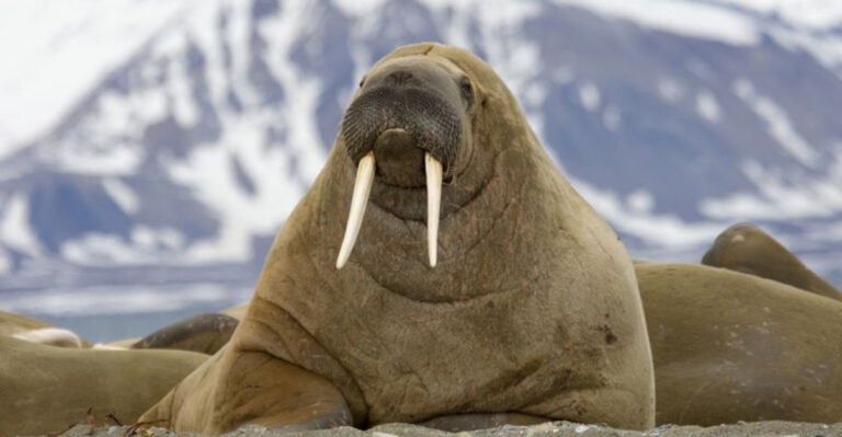 10 Enormous Mammals Bigger Than The Mighty Polar Bear