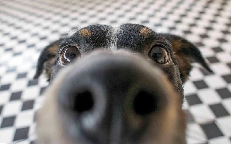 Dogs Have Much Stronger Noses Than Humans