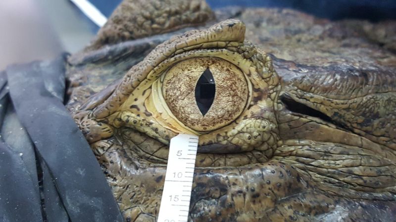 Crocodile Tears Are Actually Real