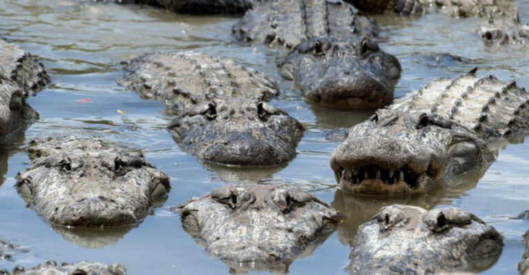 10 Fascinating Facts About Crocodiles (And 4 Myths You Can Ignore)