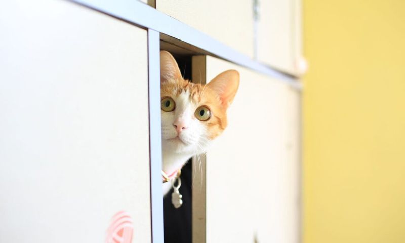 Seeking Unusual Hiding Places
