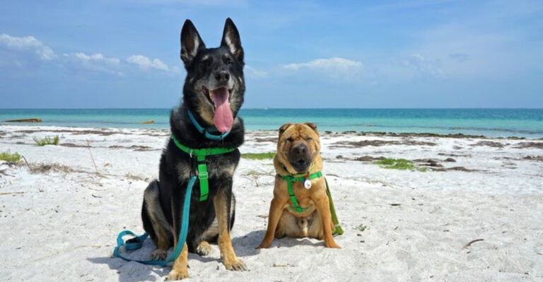 10 Hidden Dog-Friendly Beaches In Florida You Need To Visit