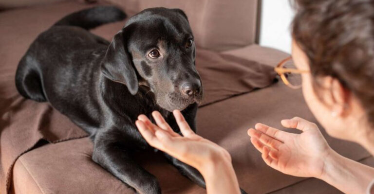 10 Human Habits That Drive Dogs Crazy And 4 That Make Their Tails Wag With Joy