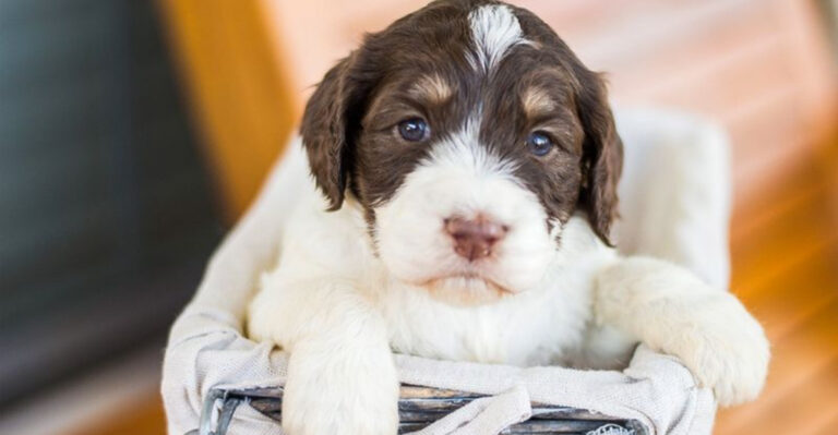 10 Ideal Doodle Breeds For Every Owner And 6 That Need More TLC