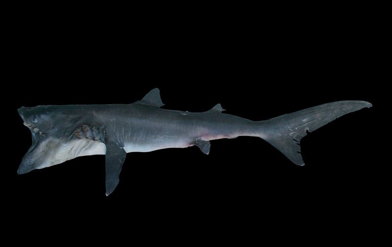 Megamouth Shark