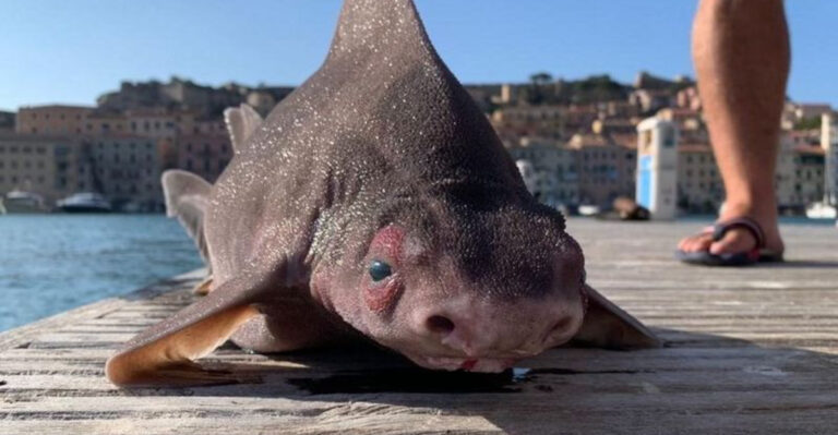 10 Incredibly Rare Sharks You’ve Probably Never Heard Of Them