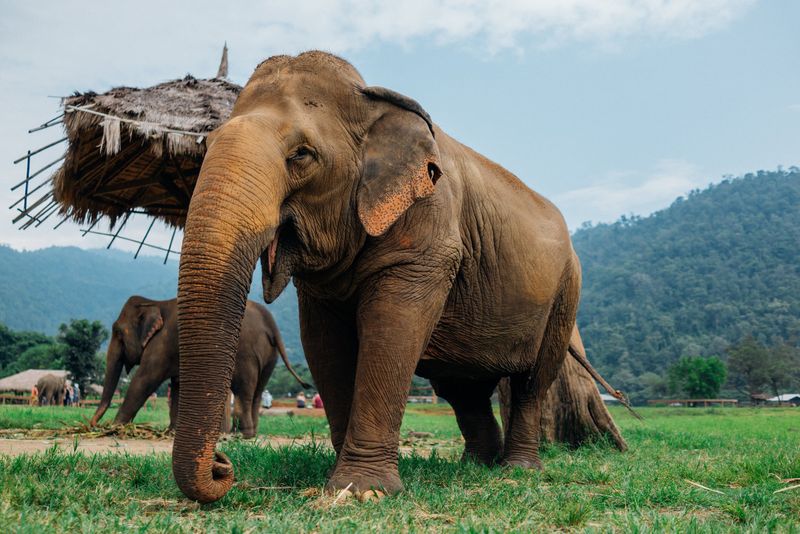 Elephant Nature Park In Chiang Mai, Thailand