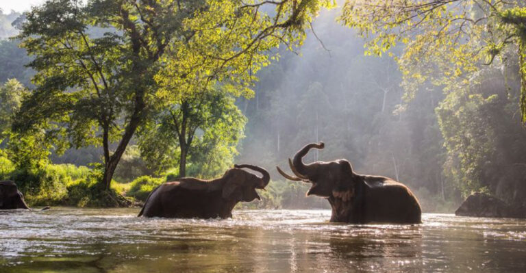 10 Leading Elephant Sanctuaries Around The World Where You Can Safely See And Support Elephants