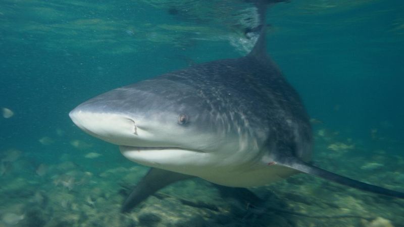 Bull Shark: The Ultimate River Adventurer