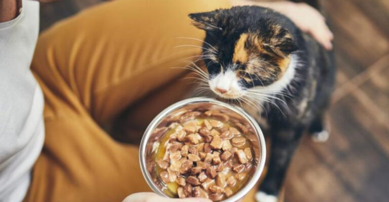 10 Simple Ways To Get Your Picky Cat To Eat Without Using Treats