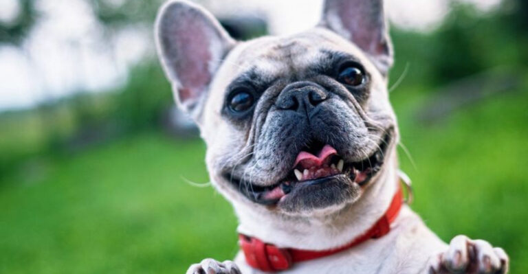 10 Small Dog Breeds With The Sweetest Personalities And 5 Big Ones With Even Bigger Hearts