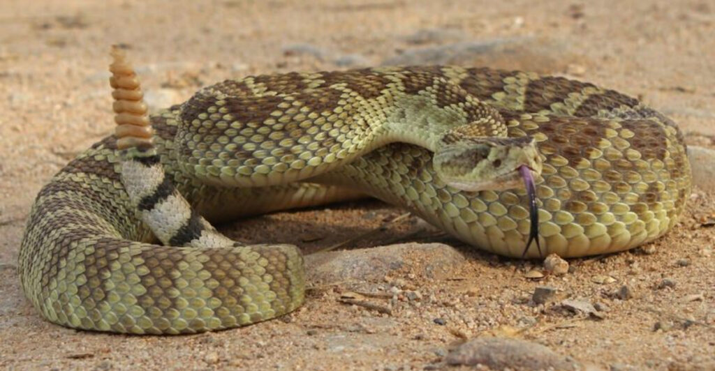 10 Snakes To Look Out For In Arizona This Summer