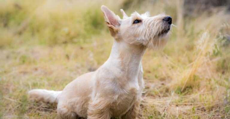 10 Sweet Dog Breeds That Make Life Better And 5 That Are Cute But Sassy