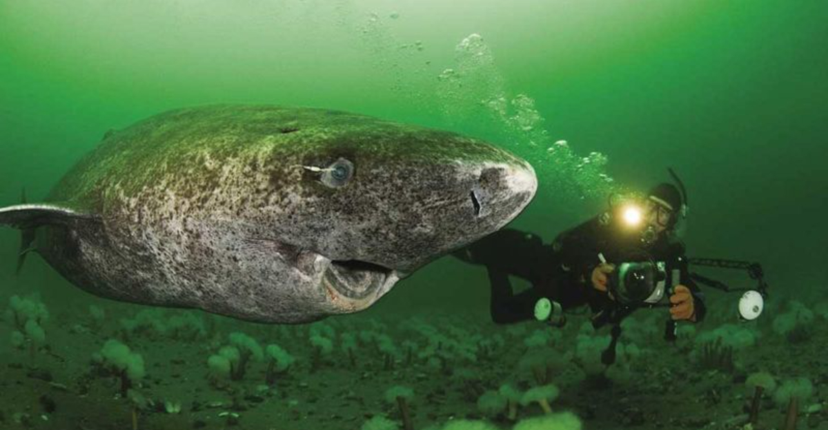 10 Things Animals Do Better Than Humans That We Shouldn’t Be Jealous About