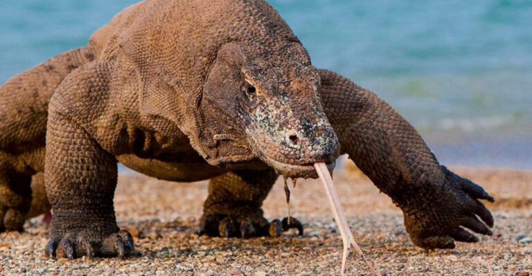 10 Things Komodo Dragons Use Their Tongue For And 5 Myths That You Should Stop Believing