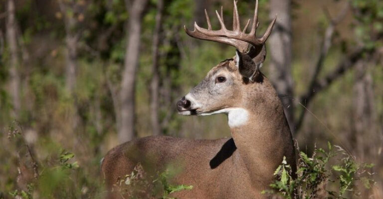 10 Truths About White-Tailed Deer And 7 Myths That Still Persist