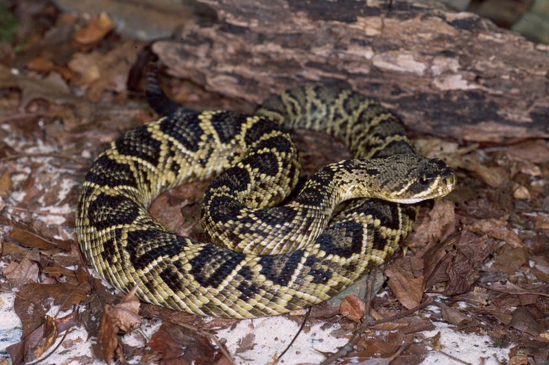 North Carolina – The Snakebite Capital