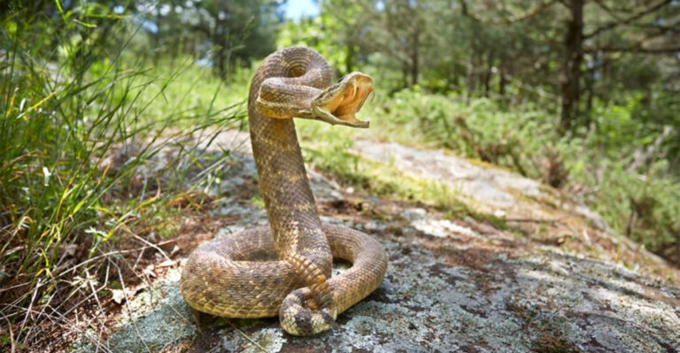 10 U.S. States With The Highest Snakebite Rates (And 5 Ways To Protect Yourself From Snakebites)